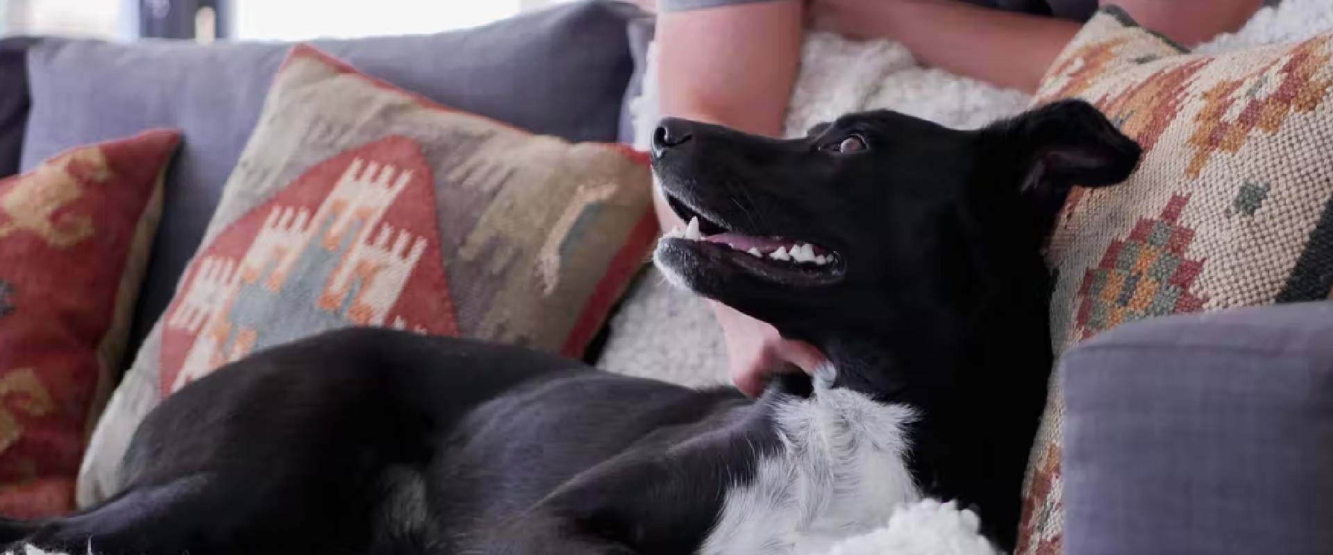 natural way to get rid of dog urine smell