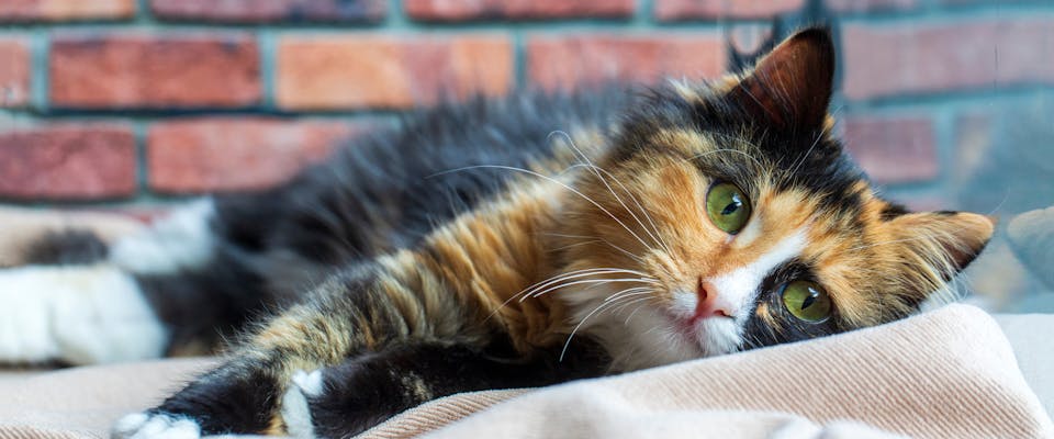 The calico cat: everything you need to know