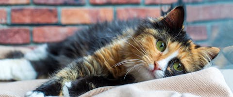 a calico cat with long hair lying on a blanket