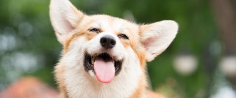 A happy Corgi dog