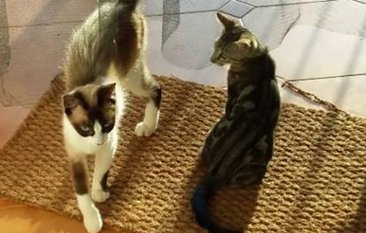 Kiki and the kitten