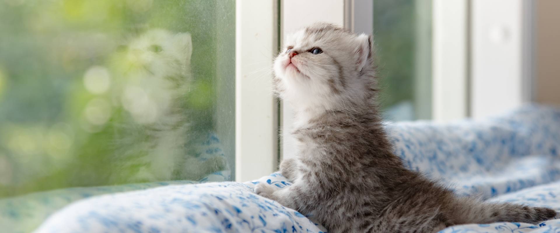 Do Cats Miss Their Owners?