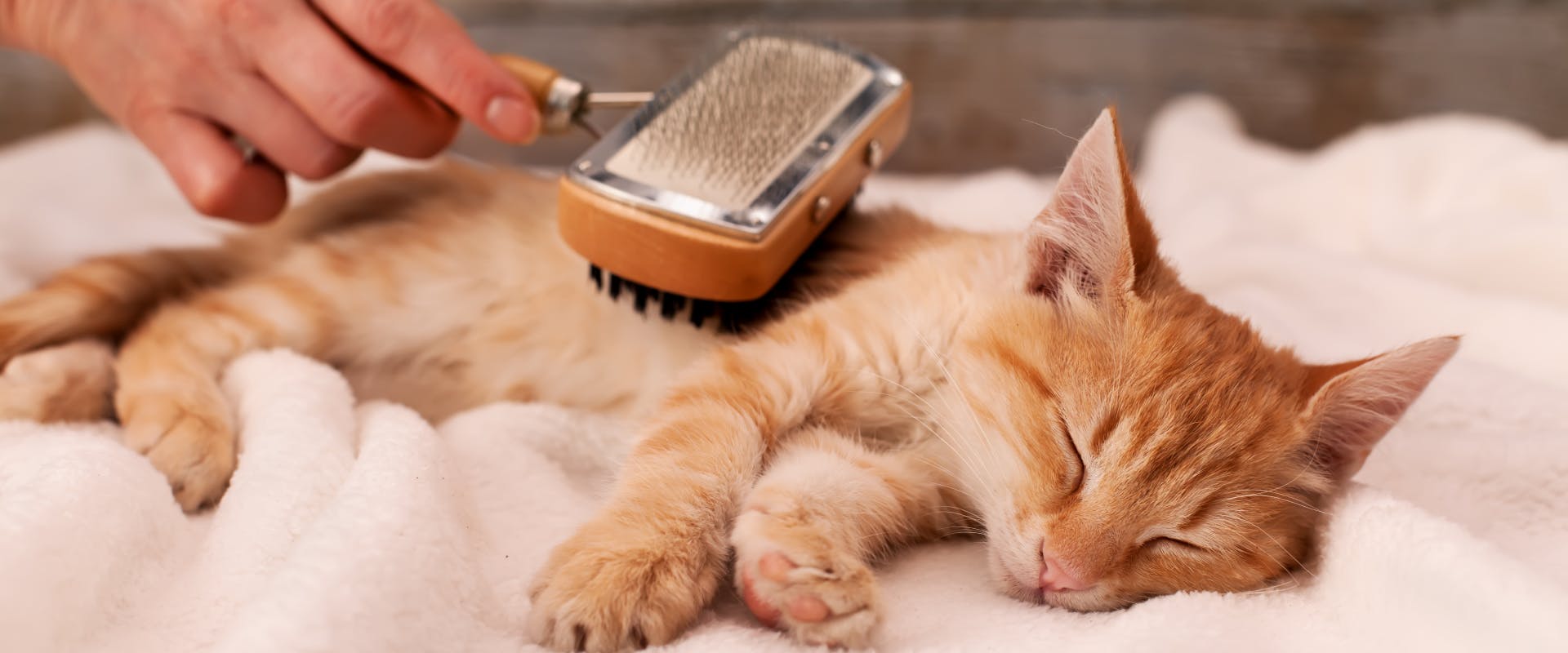 a ginger kitten being brushed whilst it sleeps