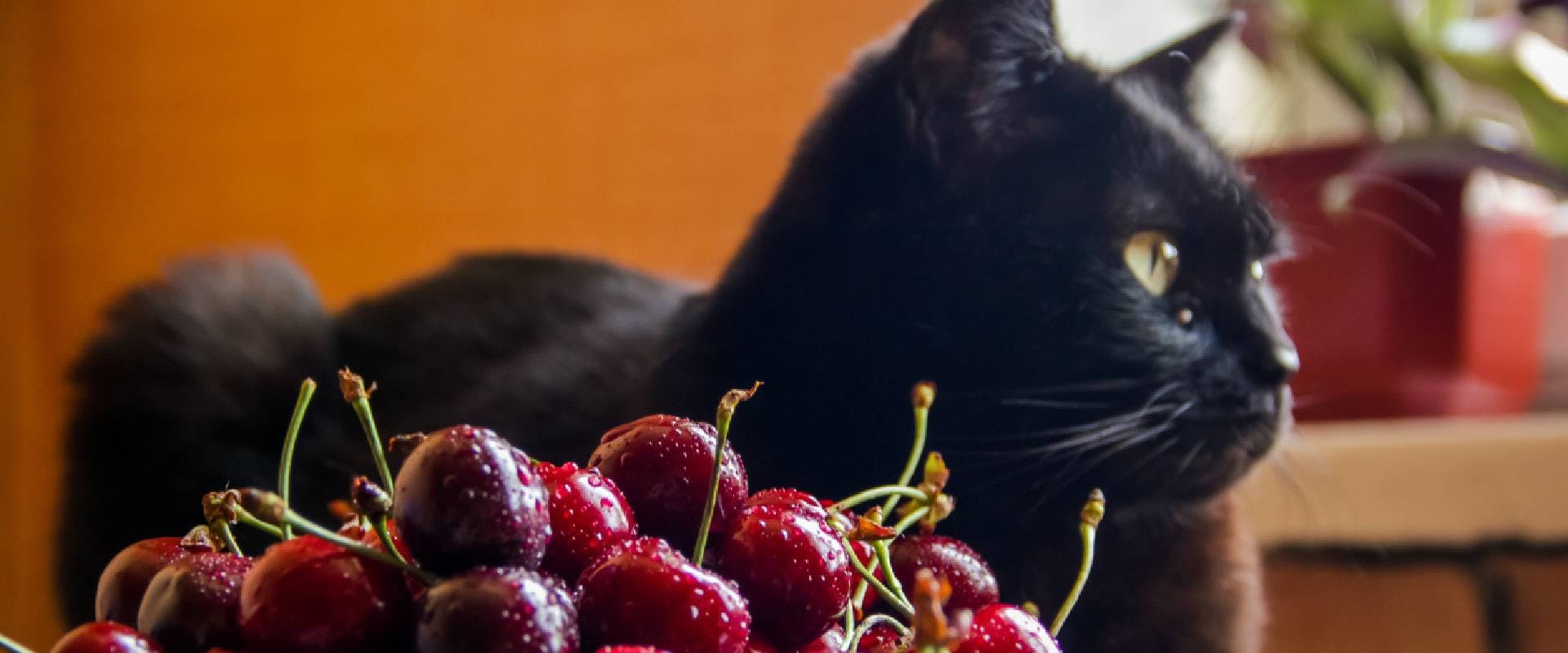 Black cat sitting behind a bowl of cherries