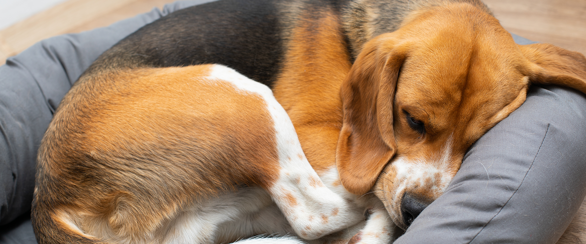 14 of the Best Dog Beds for Large Dogs in 2022