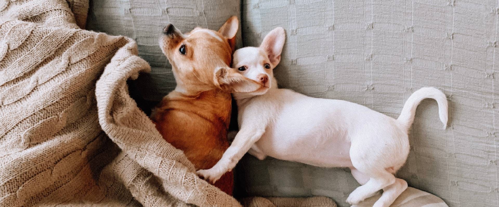 Two Chihuahua dogs on a sofa