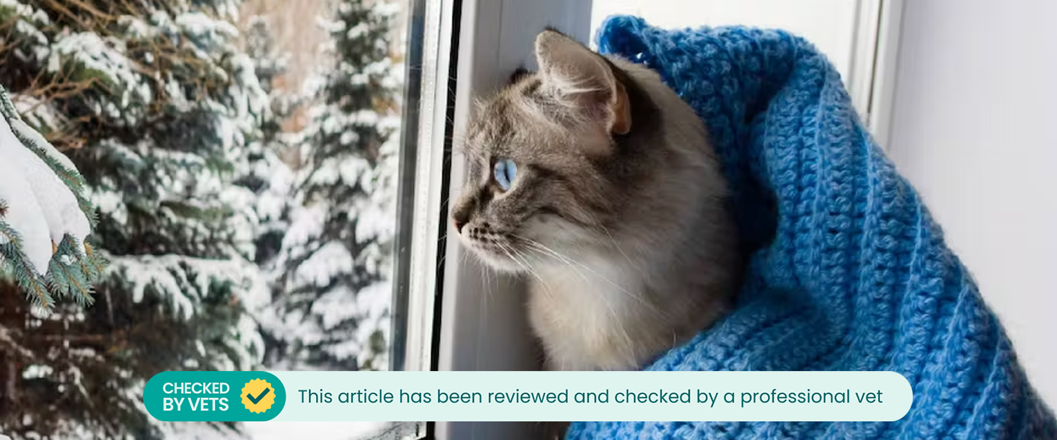 Cold cat looking out of a window