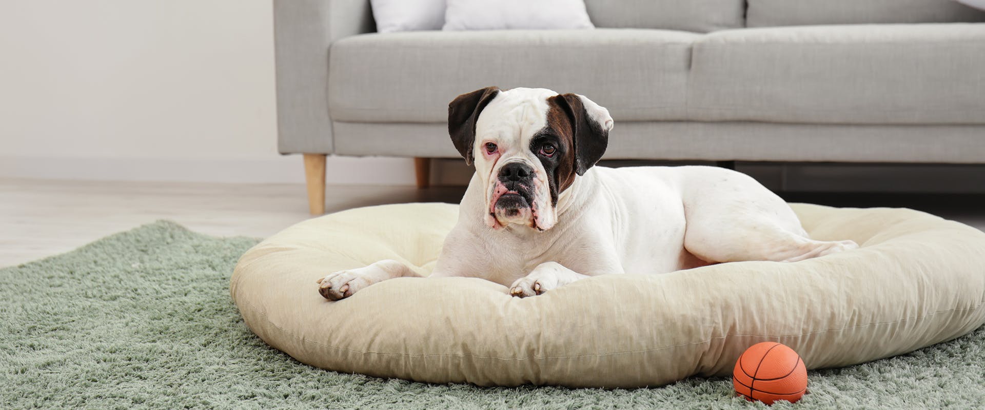 A large dog sitting on a large dog bed