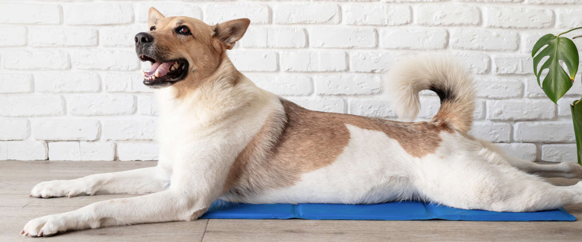 A dog sitting on a dog cooling pad