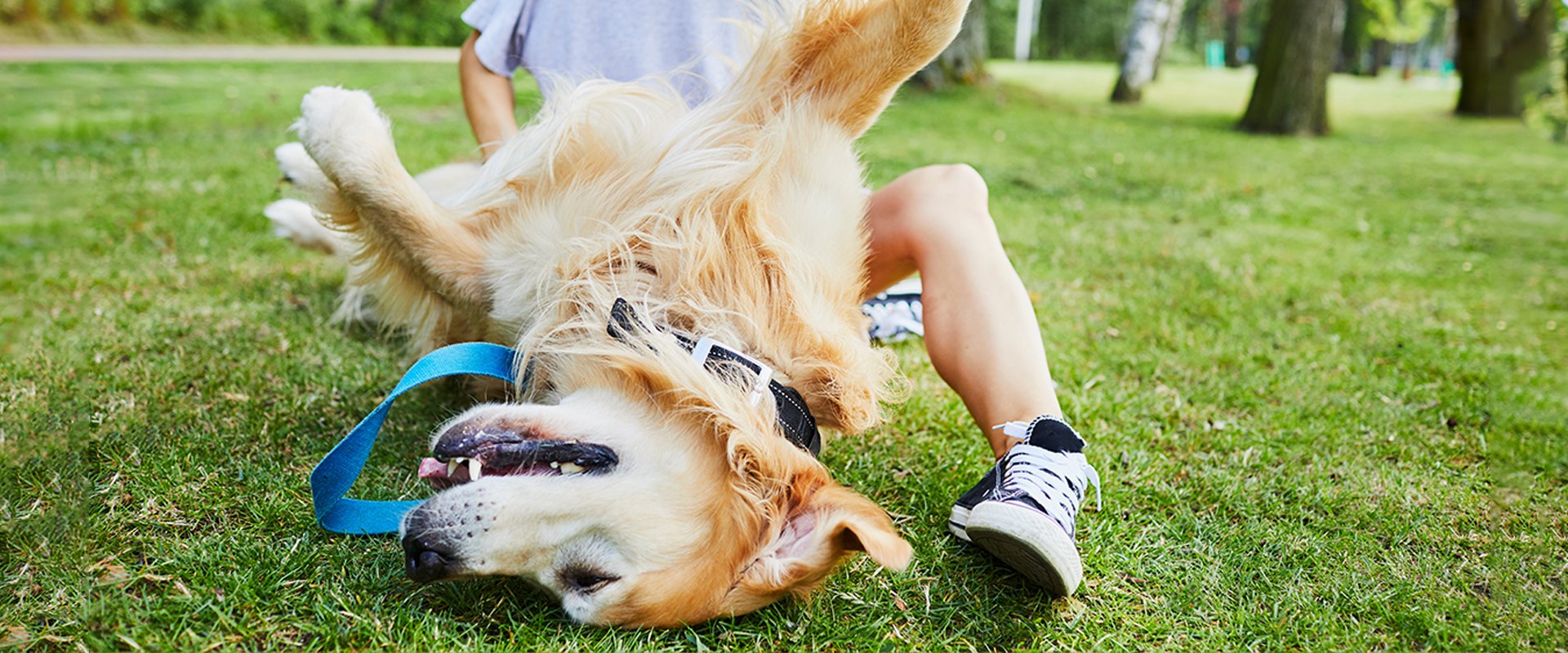 A dog and their owner playing in a dog park