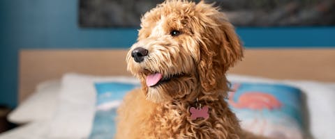 A Goldendoodle sitting on a bed