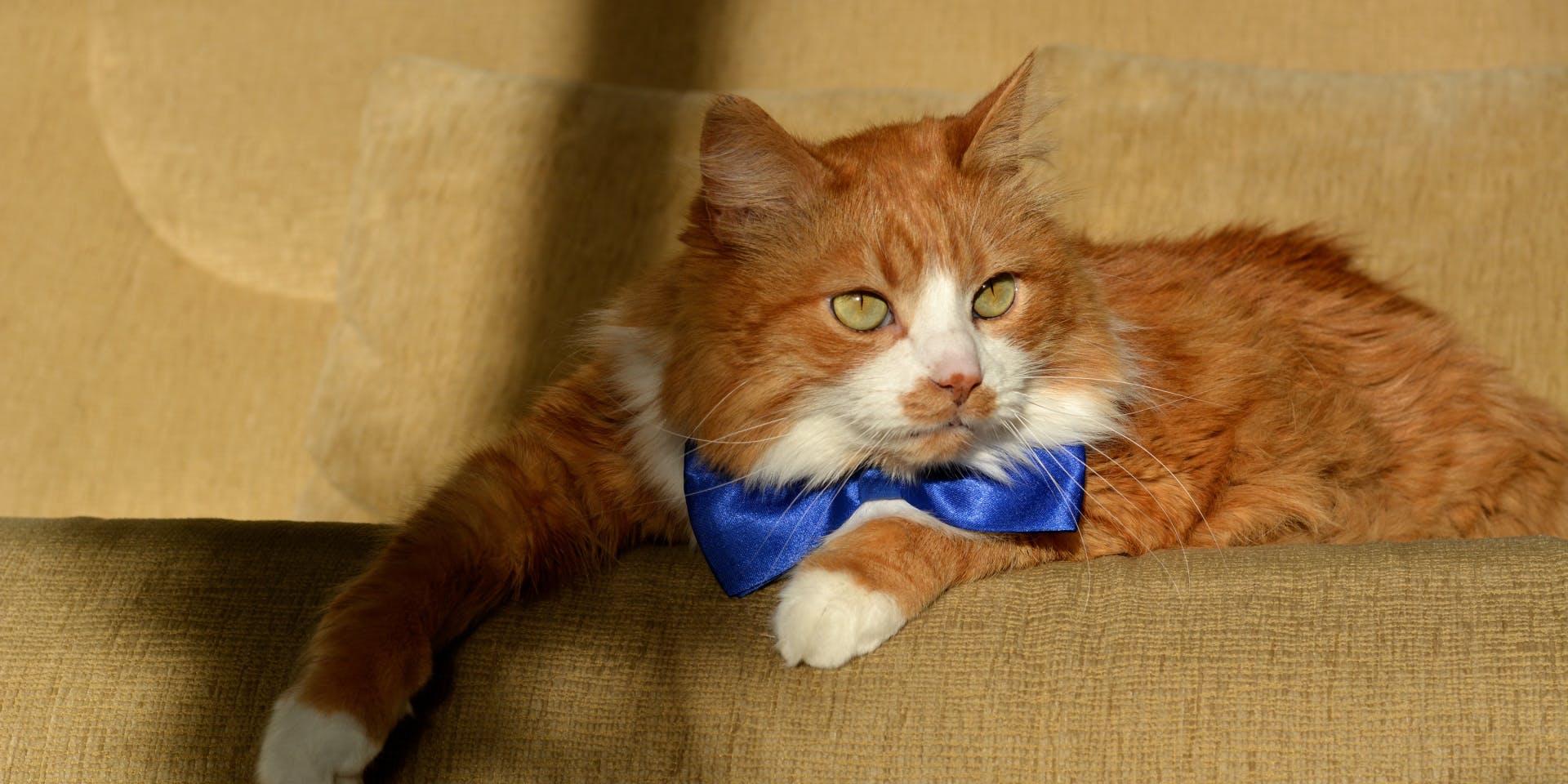 Ginger and white long haired cat with blue bow sitting on a sofa.