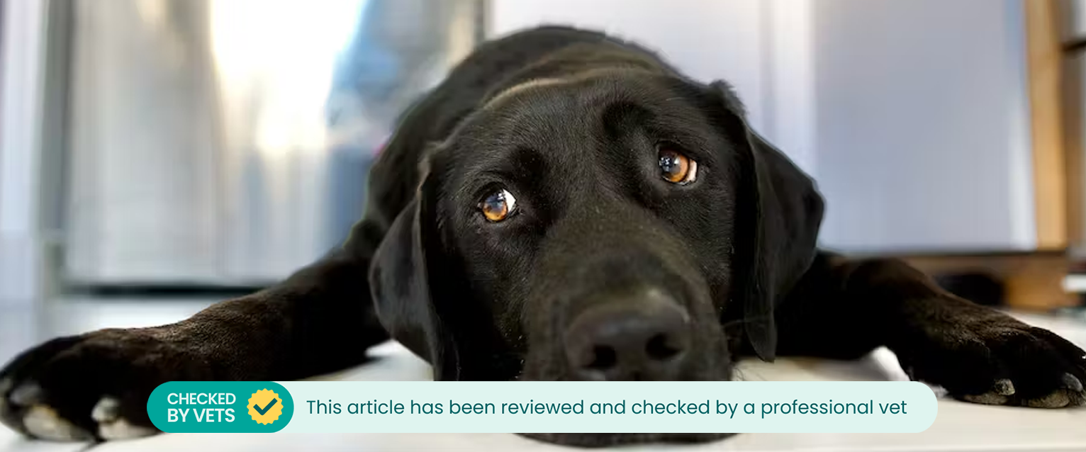 Do dogs get sad? A sad looking black Labrador sitting on the floor