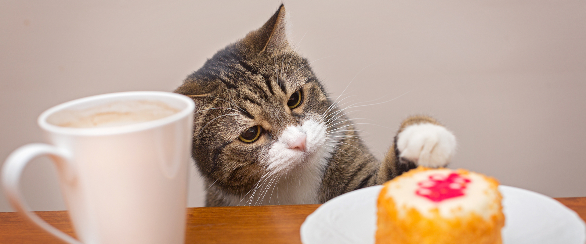 A cat paws at a piece of cake in a cafe.