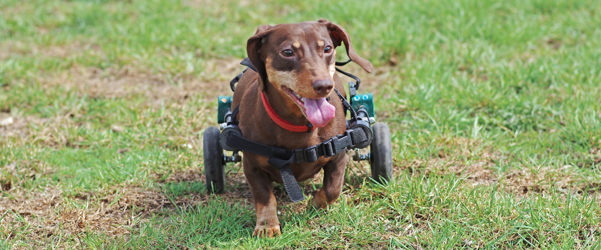 A Dachshund using a doggie wheelchair.