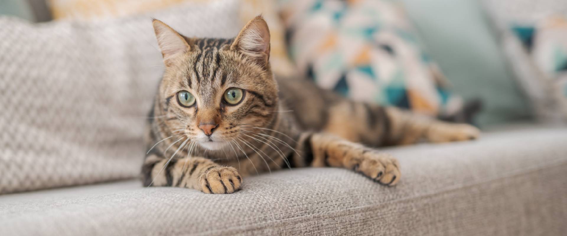 Short hair cat lying on the sofa at home
