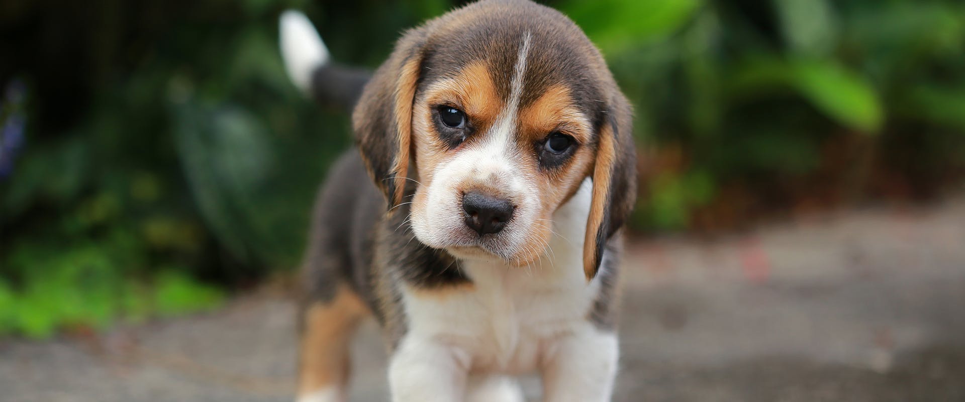 A small Beagle puppy