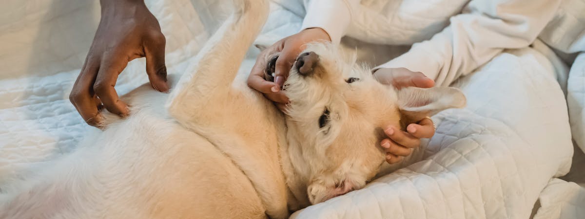 Small white dog being stroked