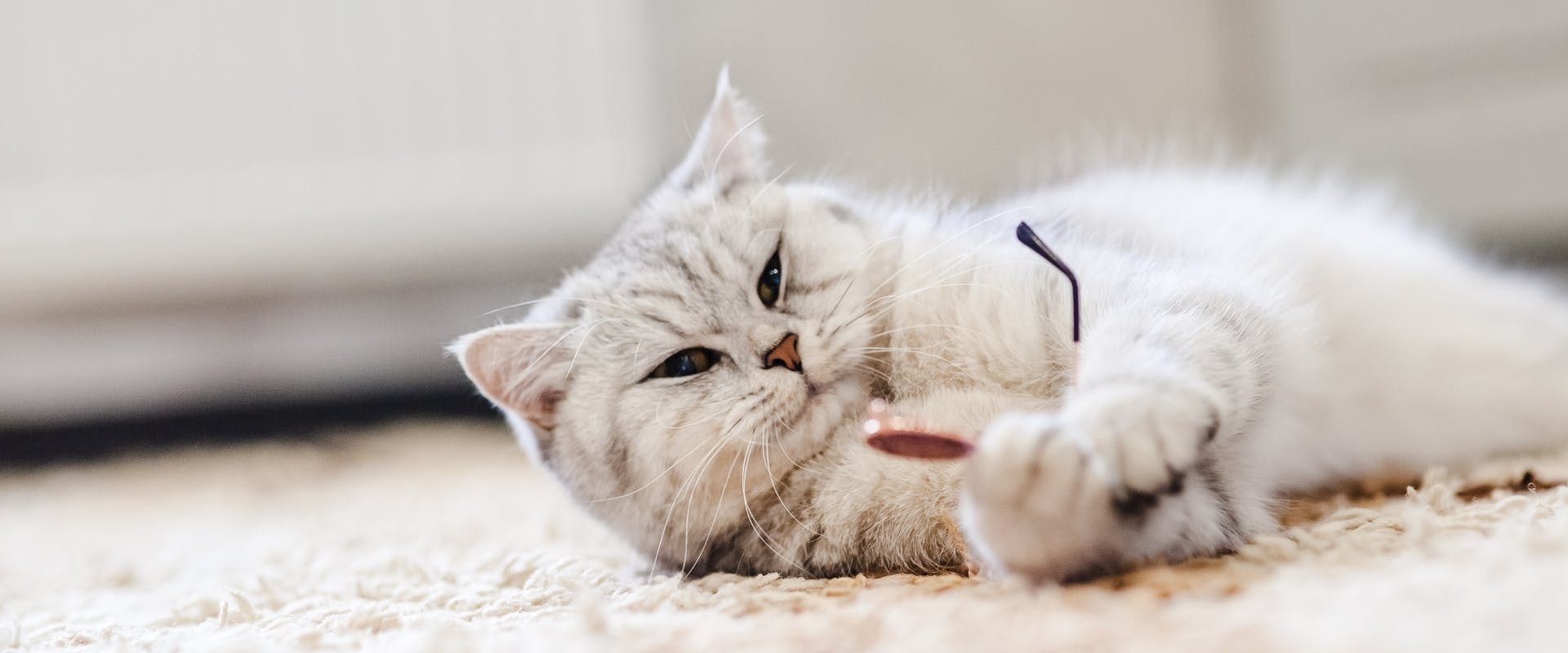 white cat lying on a carpet playing with a pair of sunglasses