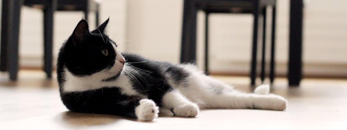 A black and white Tuxedo cat laying on the floor, looking off to the right