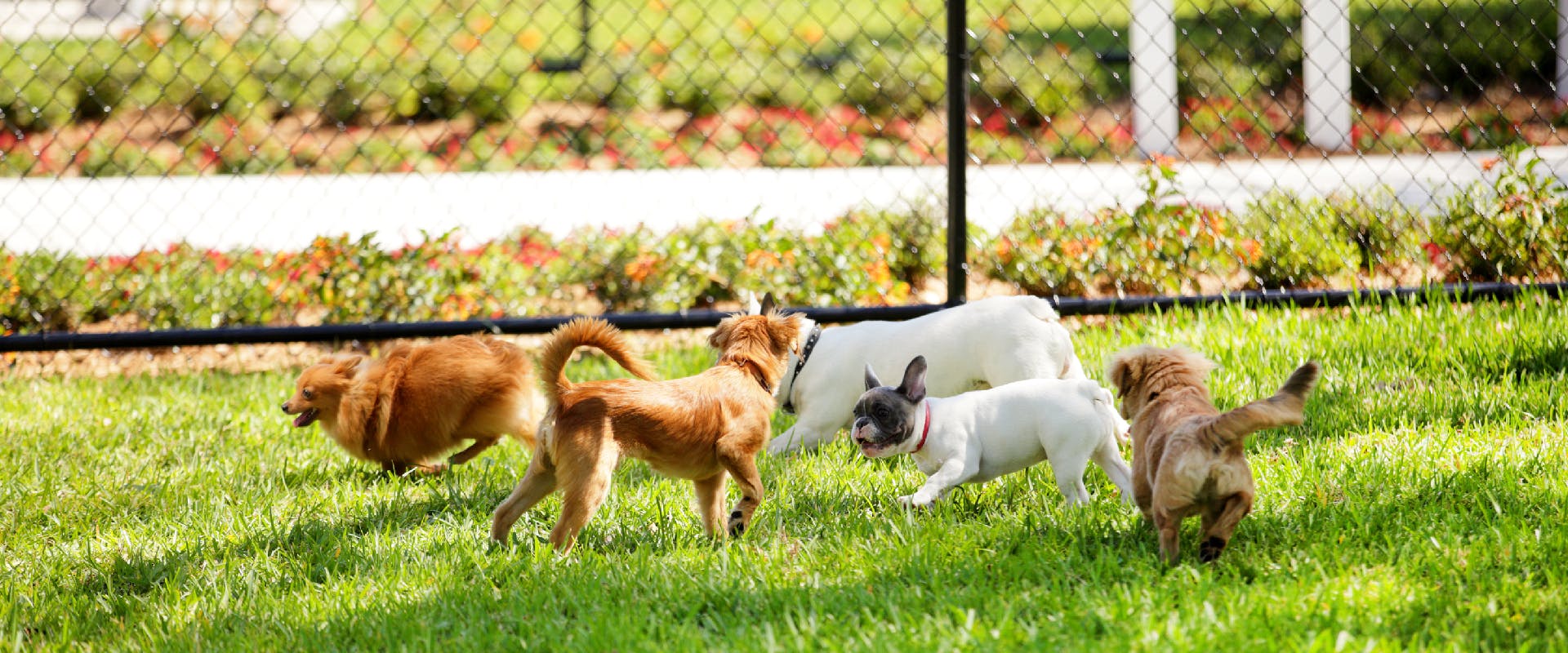 A group of dogs play in a dog park.