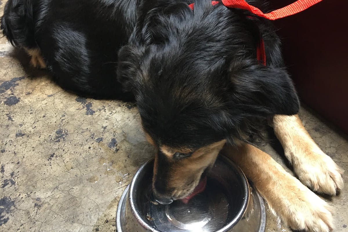 A dog sitting on a concrete floor, drinking from a water bowl
