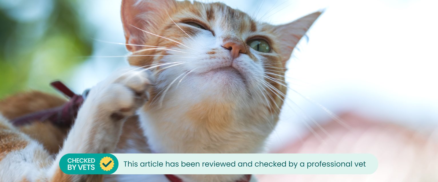 calico cat scratching its chin whilst outside