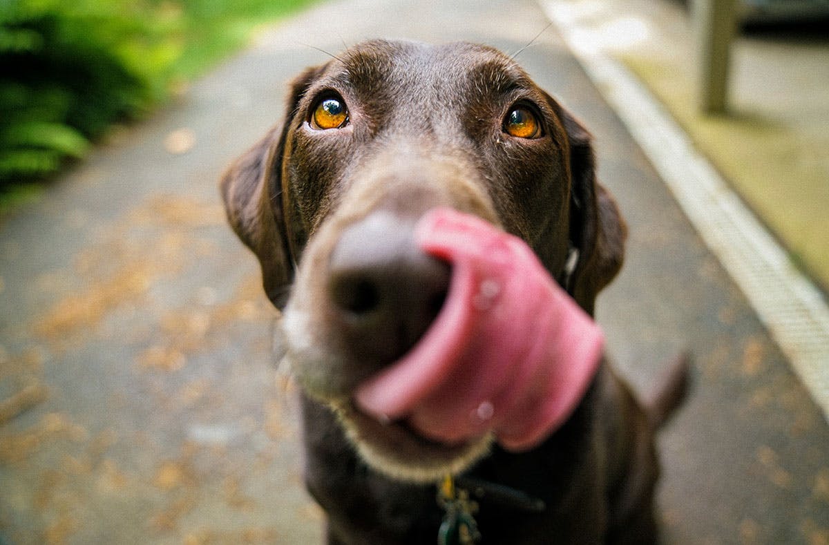A chocolate Labrador licking his lips