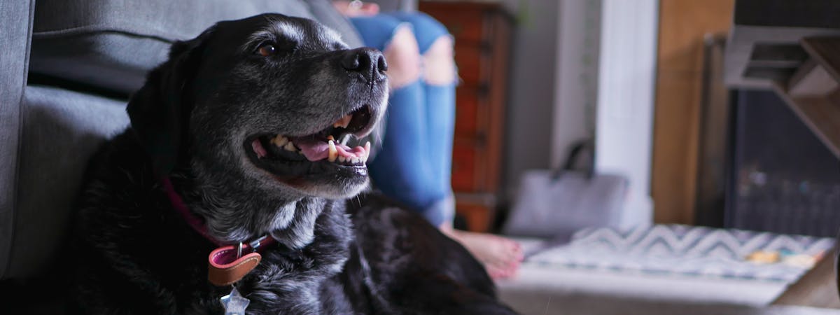 A senior dog