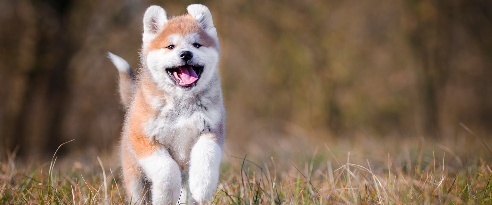 are akita dogs easy to train