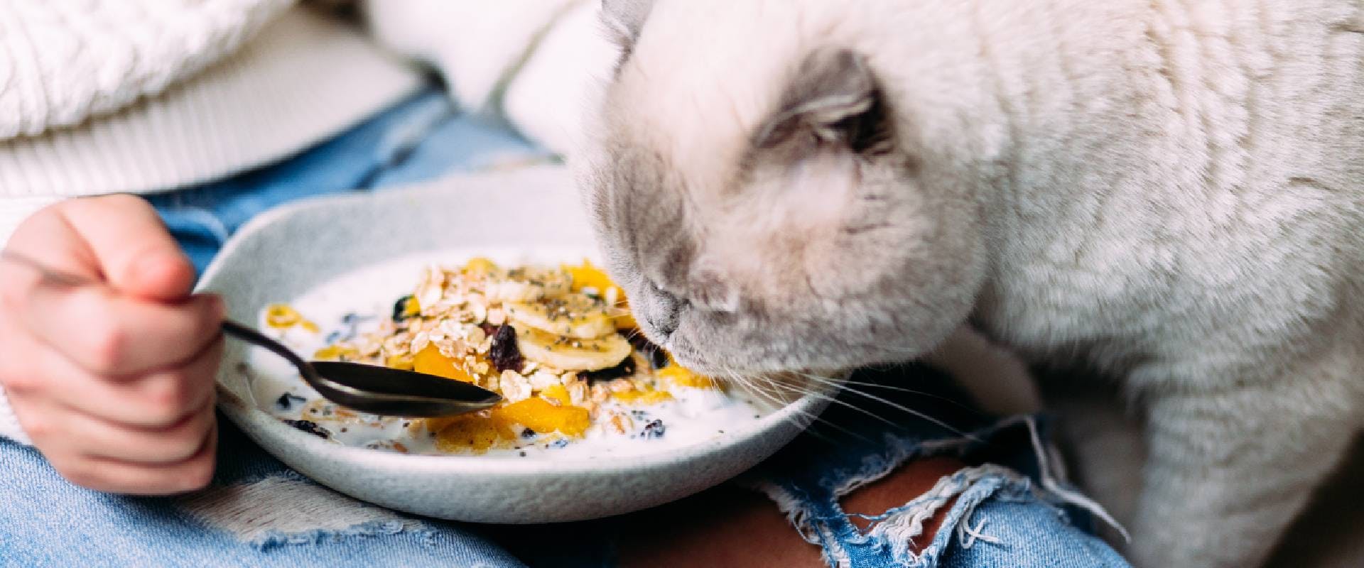 Cat sniffing porridge