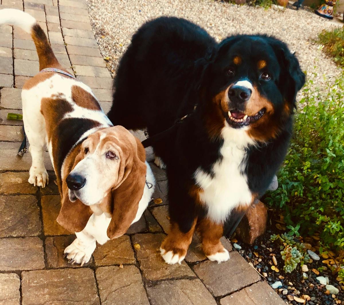 Bassett hound and Newfoundland on pathway