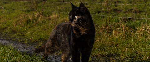 tortie cat stood in a field in Ireland