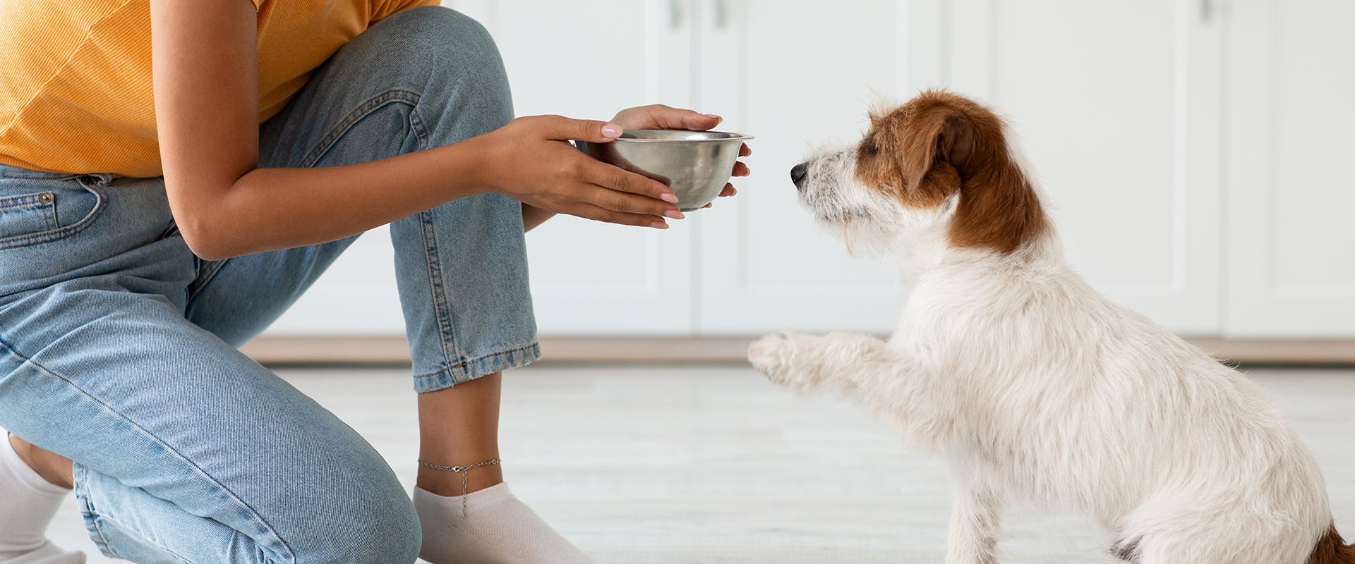 Owner giving their small dog a bowl