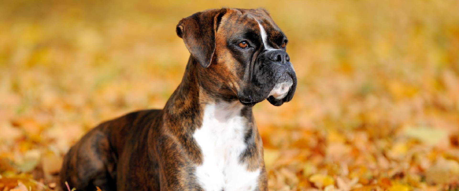 Boxer dog - a descendent of the Bullenbeisser