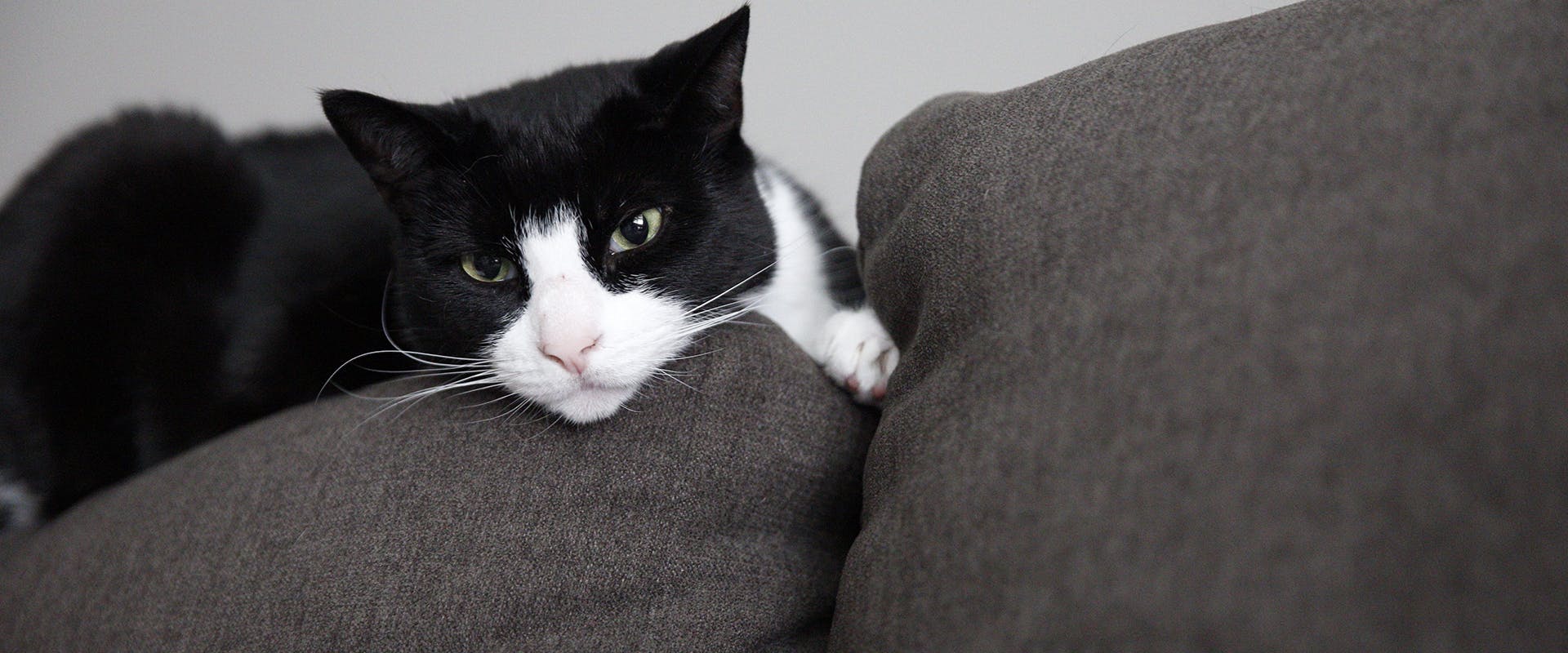 Tuxedo cat names - a black and white Tuxedo cat laying across a sofa