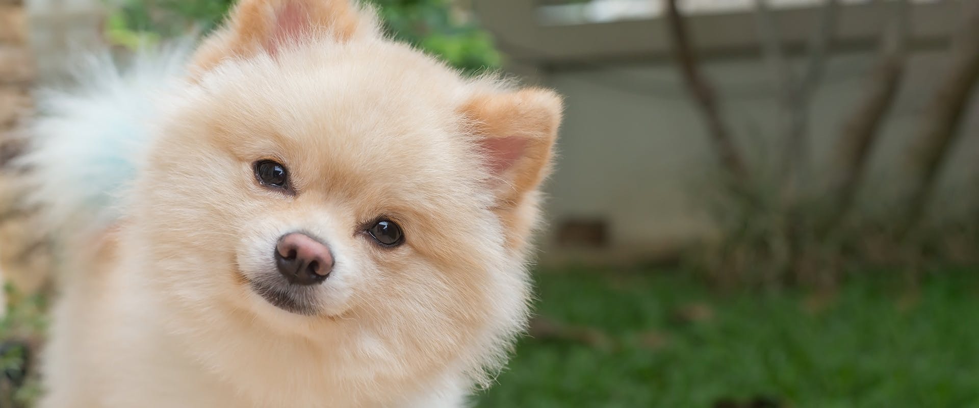 A cute Pomeranian puppy looking inquisitive, its head tilted to one side