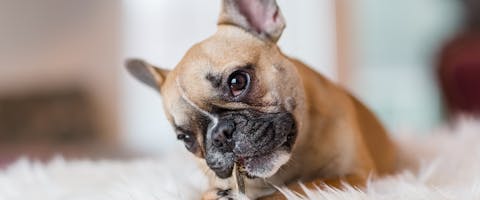 A cute French bulldog chewing on a dog chew