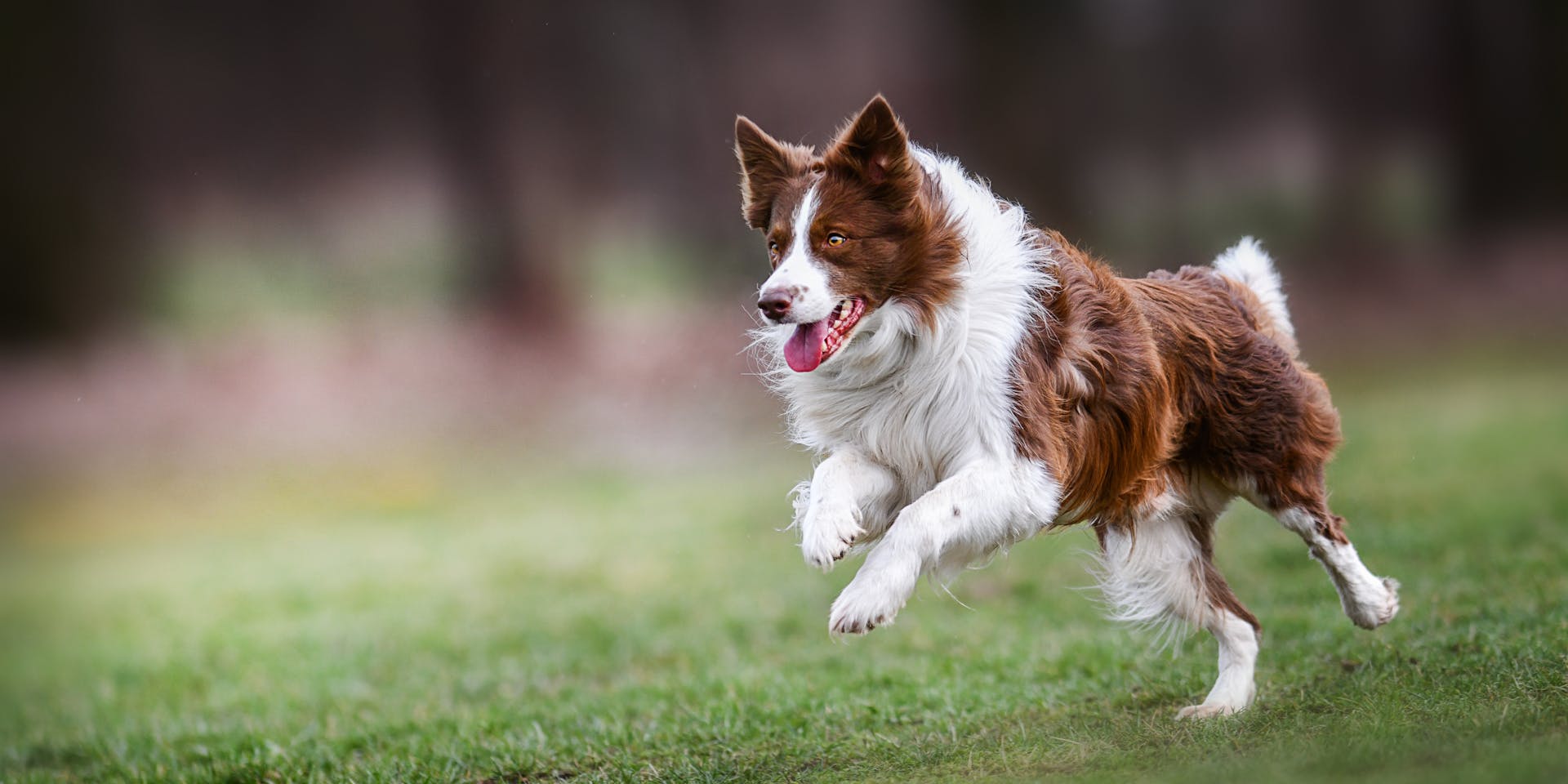 A Border Collie running in a field