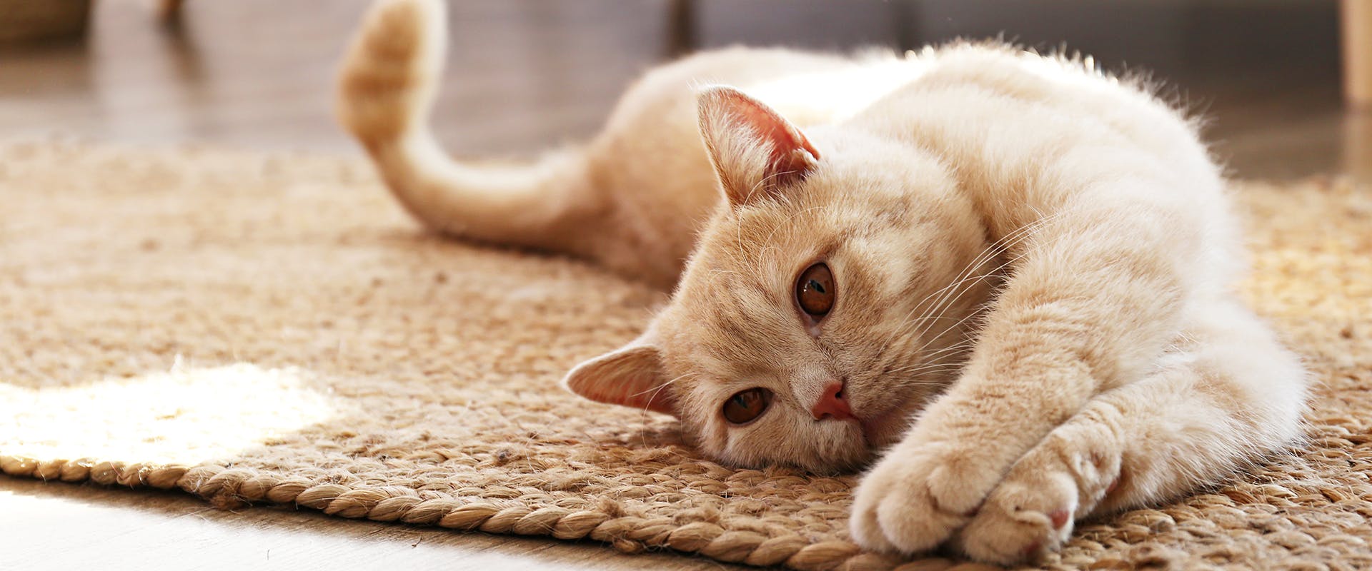 A relaxed, happy cat stretching out on a rug