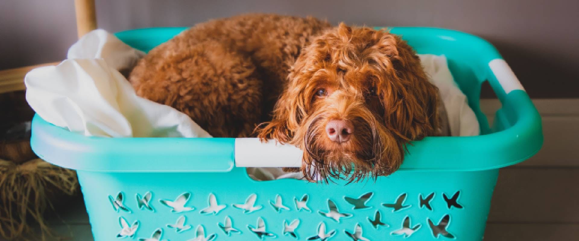 do labradoodles get along with cats