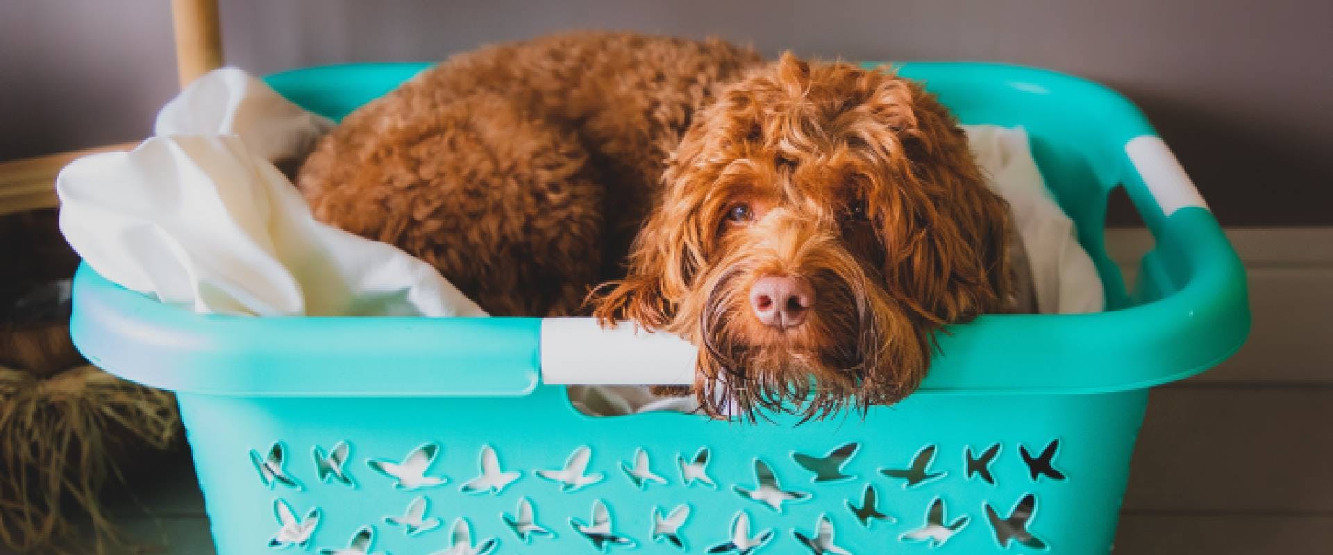 How Much Exercise Does An Australian Labradoodle Need