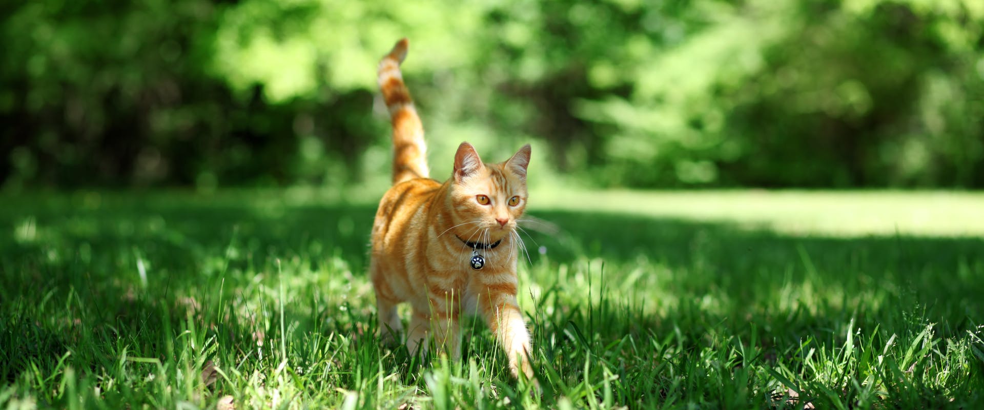 An outdoor cat walks through a garden.