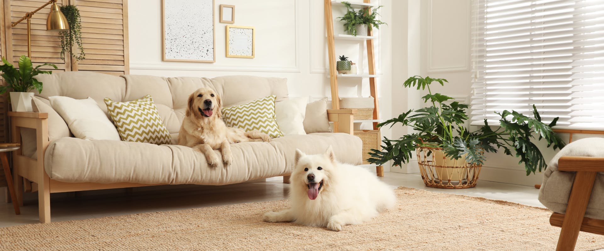 a samoyed lying on the floor of a luxury house next to a white sofa with a golden retriever lying on it