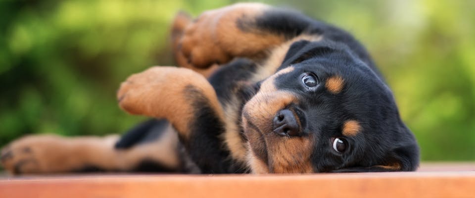 A cute Rottweiler puppy laying on its back