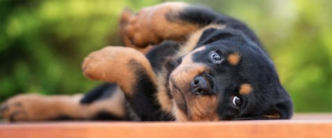 A cute Rottweiler puppy laying on its back