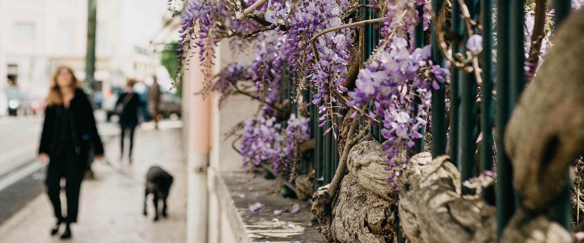 are wisteria vines toxic or poisonous to dogs