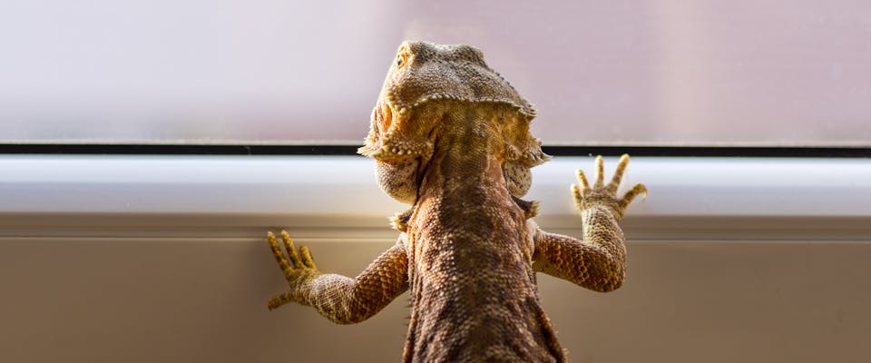 A Bearded Dragon looks out of a window