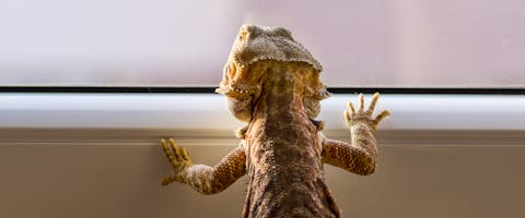 A Bearded Dragon looks out of a window