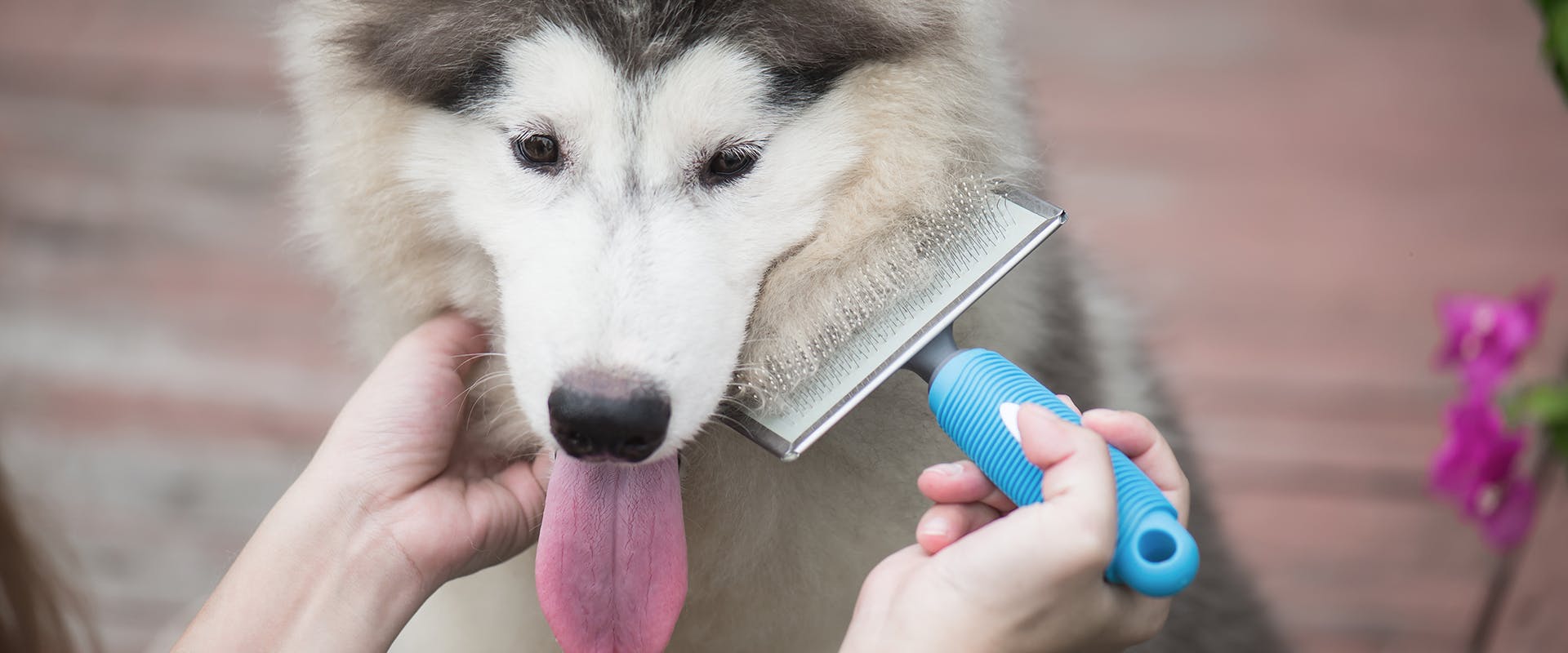 Best dog brushes for shedding - a dog being brushed with a deshedding brush
